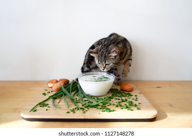 The Cat Sniffs Human Food. Pieces Of Green Young Onion With Kefir And Buns On A Wooden Cutting Board.