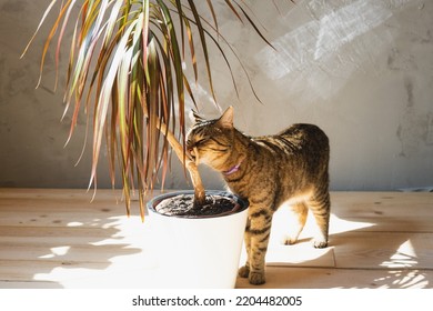 The Cat Sniffs And Nibbles The House Plant Dracaena In The Interior. Damage To A Potted Plant By A Pet, Danger Of Poisoning By Poison For A Pet