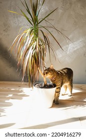 The Cat Sniffs And Nibbles The House Plant Dracaena In The Interior. Damage To A Potted Plant By A Pet, Danger Of Poisoning By Poison For A Pet