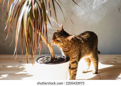 The Cat Sniffs And Nibbles The House Plant Dracaena In The Interior. Damage To A Potted Plant By A Pet, Danger Of Poisoning By Poison For A Pet