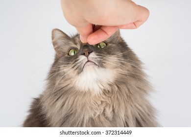 Cat Sniffs The Treat In Hand Before Eating. Cat With White Chin Isolated On White Background