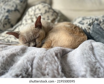 Cat Snuggled Up On Sofa