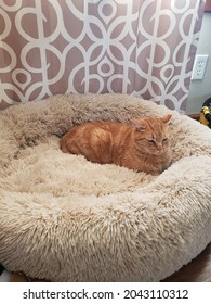 Cat Snuggling In Dog Bed