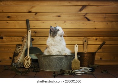 Cat Oven Stock Photos Images Photography Shutterstock