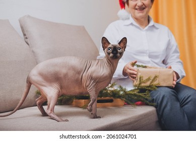 Cat Sphynx On Gray Sofa With Old Woman On Background In Santa's Hat And White Shirt Christmas