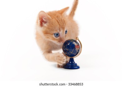venom samarbejde korn Cat Spinning Globe Paw Stock Photo (Edit Now) 33468853