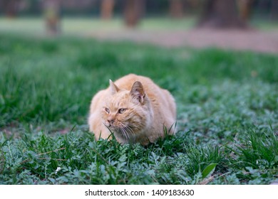 cat squatting on the grass