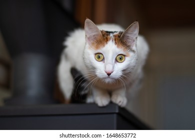 Cat stalking. Domestic cat staring at a prey. Predator. Instinct. - Shutterstock ID 1648653772