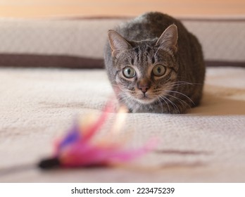 Cat Stalking His Feather Toy At Home.