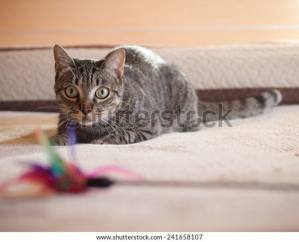 cat ate feather from toy