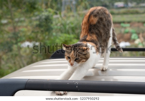 cat stand on the roof of a\
car