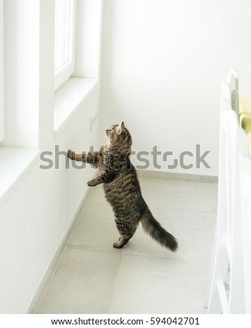 Similar – Playing cat at the window