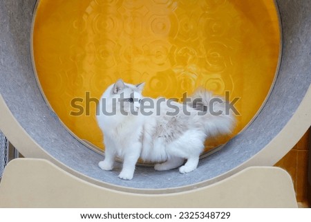 Cat  standing circle treadmill with yellow background,  beautiful, Persia fluffy, blue eyes, animal, kitten, pet, rag doll, cute