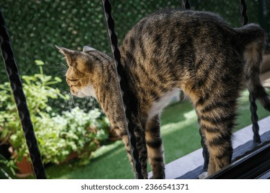 A cat standing in front of the window