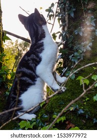 A cat standing and looking up a tree
