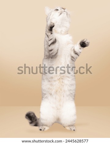 Similar – Image, Stock Photo Two legs in an abandoned building