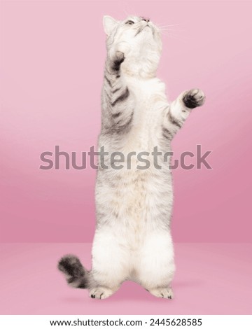 Similar – Image, Stock Photo Two legs in an abandoned building