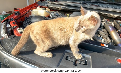 Cat Is Standing On The Car Engine Room In The Garage.