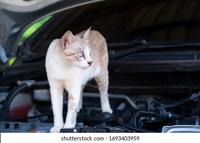 Cat Is Standing On The Car Engine Room.Protect A Car From Rats And Mice