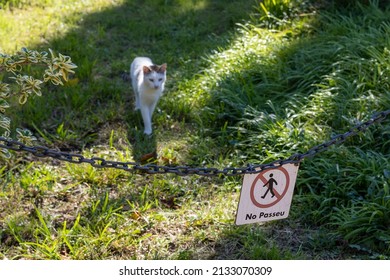 1,859 Cats prohibited Images, Stock Photos & Vectors | Shutterstock