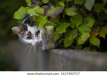 Cat standing on a ledge, behide a green bush.