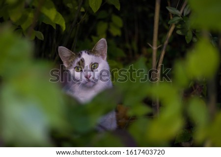 Cat standing on a ledge, behide a green bush.