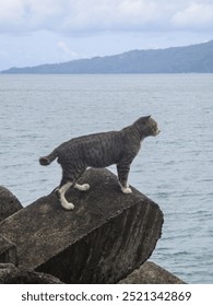 A cat standing on a rock by the sea, seemingly observing the scenery with a backdrop of water and distant mountains. A peaceful and beautiful moment in nature.