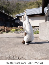 A cat standing up to play