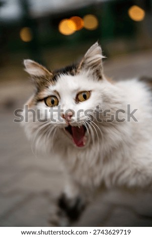 The cat stared at the camera with a bewildered look.