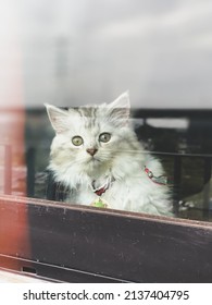 “Curious Cat Staring at the Camera”