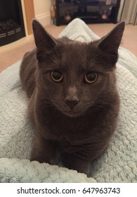 Cat staring