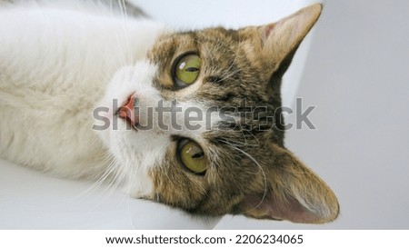 A cat staring expression. Grumpy cat's expression.