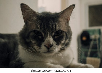 Cat Staring Looking Into The Camera