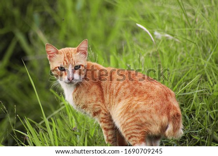 the cat is staring in the meadow