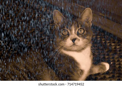 Cat Staring Out The Window On A Rainy Day