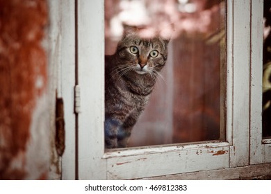 Cat Staring Outside Window Stock Photo (Edit Now) 469812383