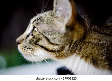 cat staring at something