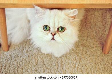 Cat Staring Under The Table