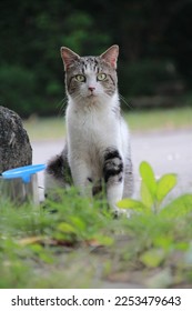 a cat starring down the camera