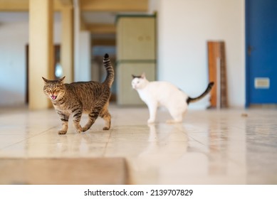 2,215 Cat battle Images, Stock Photos & Vectors | Shutterstock