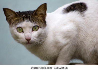 Similar Images Stock Photos Vectors Of Cat Shutterstock