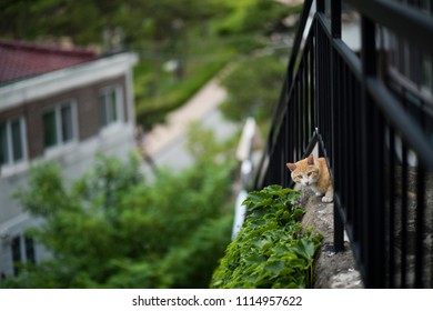 Cat, Street, Seoul