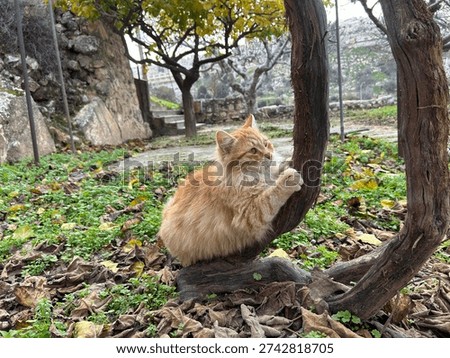 A cat is stretching on a tree trunk in a garden