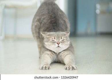 Cat stretching. Yoga cat