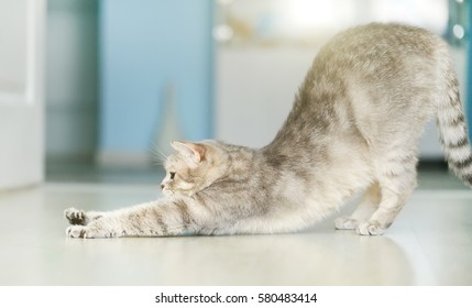 Cat stretching. Yoga cat