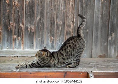 Cat Stretching. Yoga Cat Pose Stretch To Relax