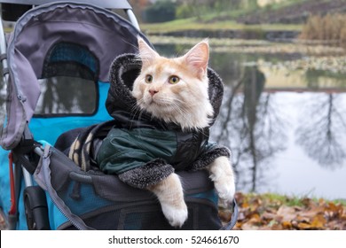 Cat In A Stroller On A Trip Dressed In Jacket