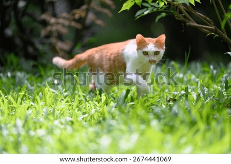 The cat strolls across the grass.
