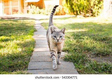 Cat Strutting 