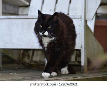 Cat Strutting Across The Deck